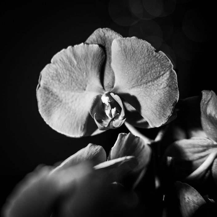 Phalaenopsis (Orchidee), schwarz-weiß-Bild